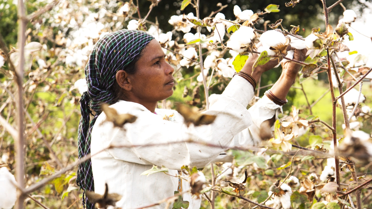 Understanding Organic Cotton: The Story of Sustainable Threads